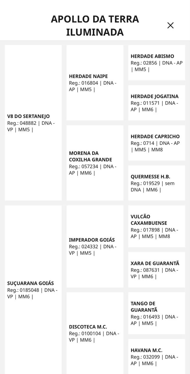 Potro Mangalarga Registrado  - Foto 6