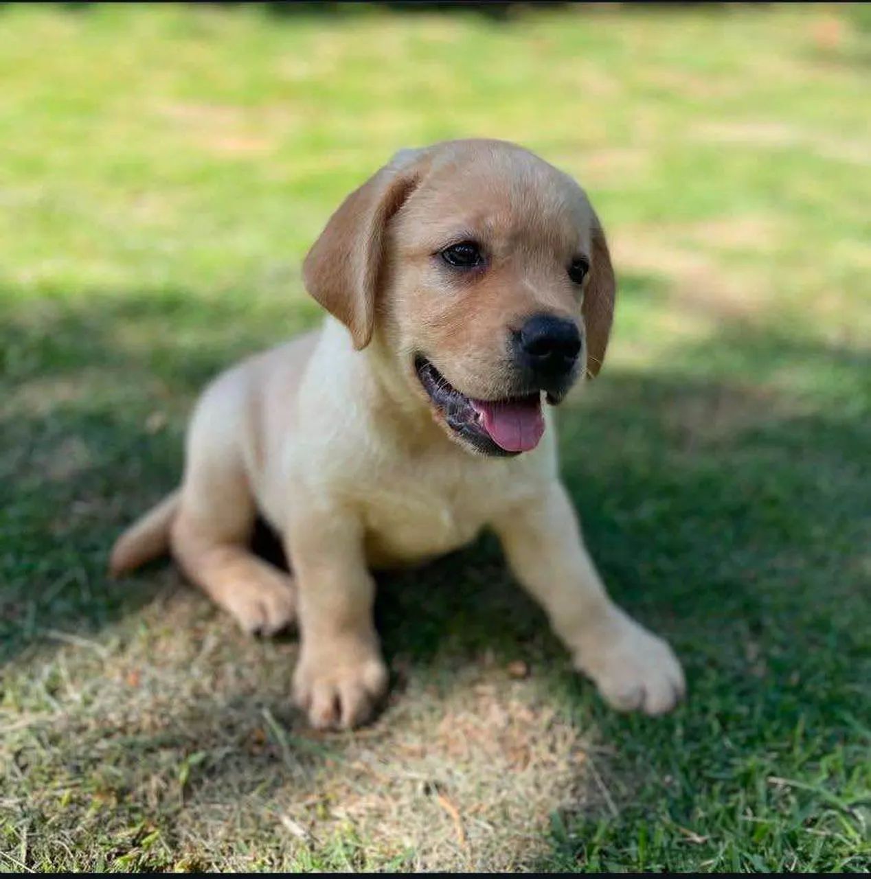 Filhote Golden Retriever, Adoce sua vida com um filhote cheio de amor!