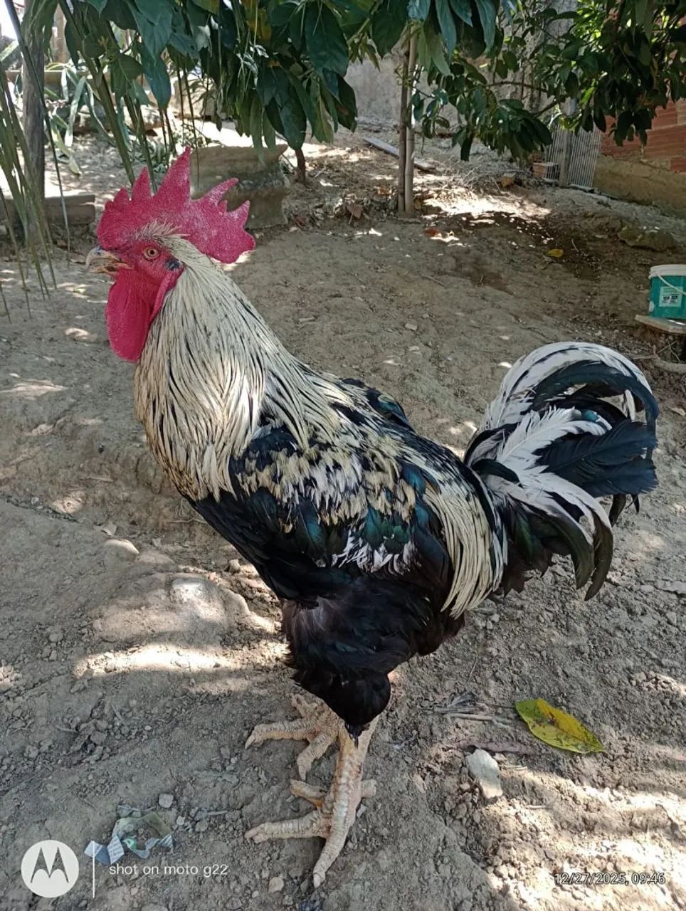 Casal de gsb