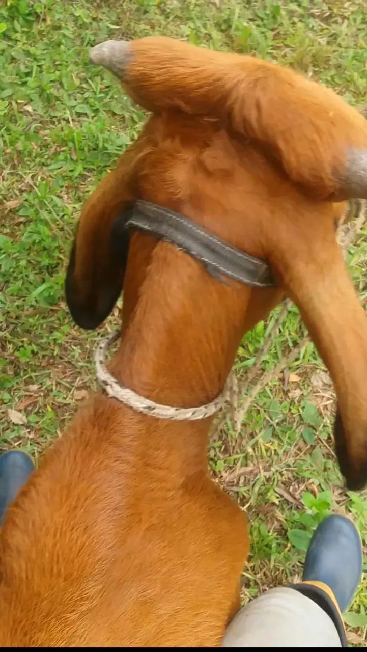 Terneiro Gir mansinho  - Foto 5