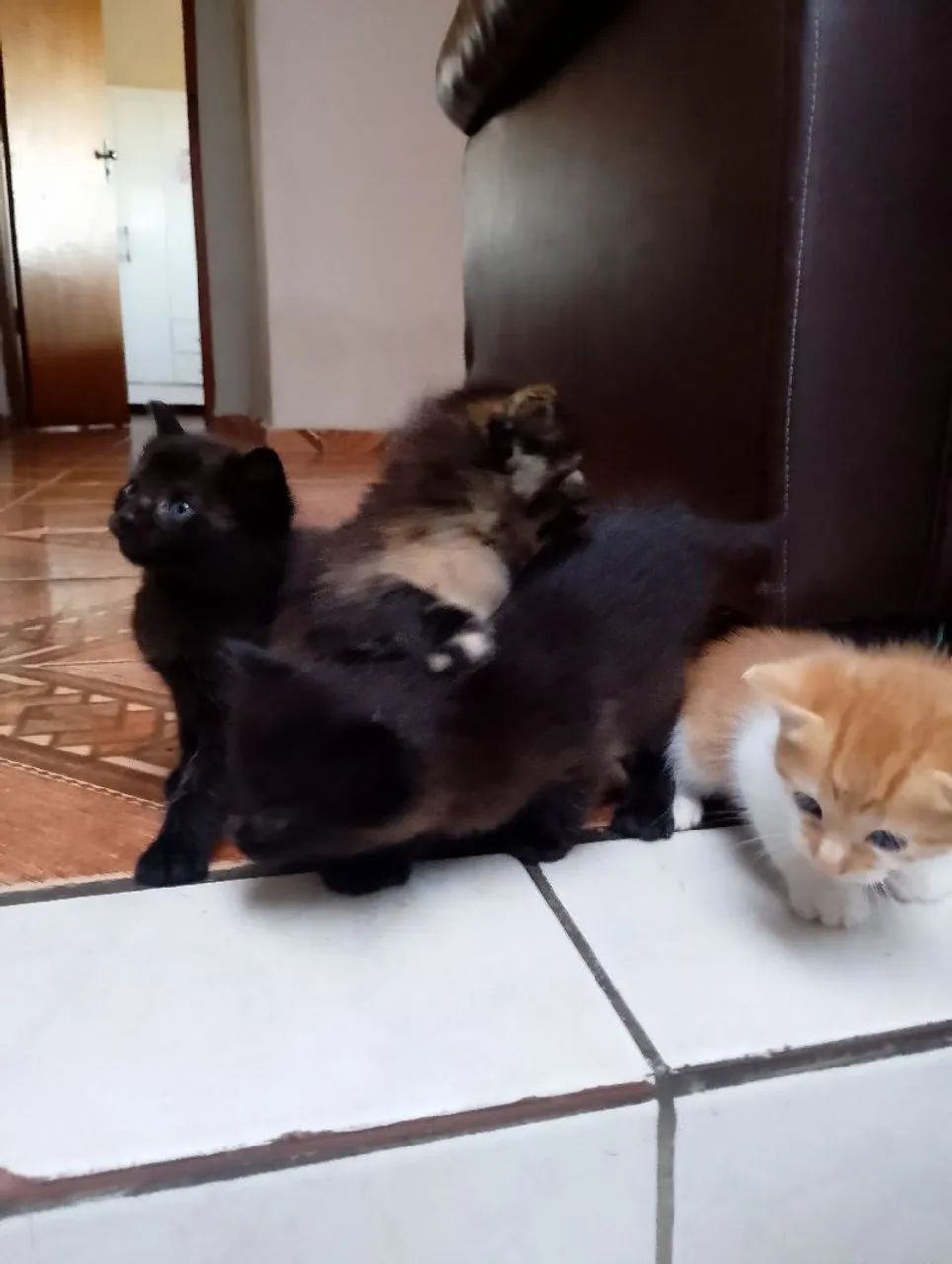 Doa- se gatinhos  - Foto 2