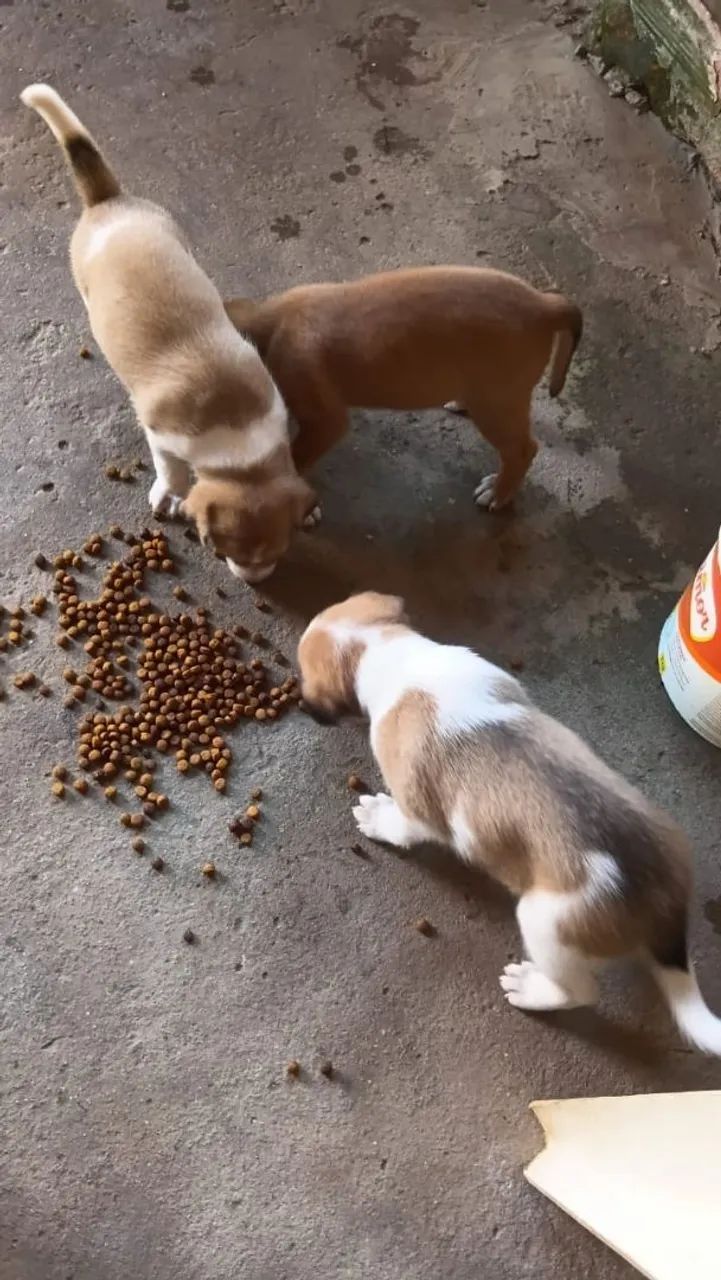 Doação de cachorros  - Foto 4