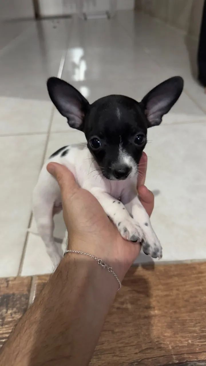 Pinscher 0 - Foto 5