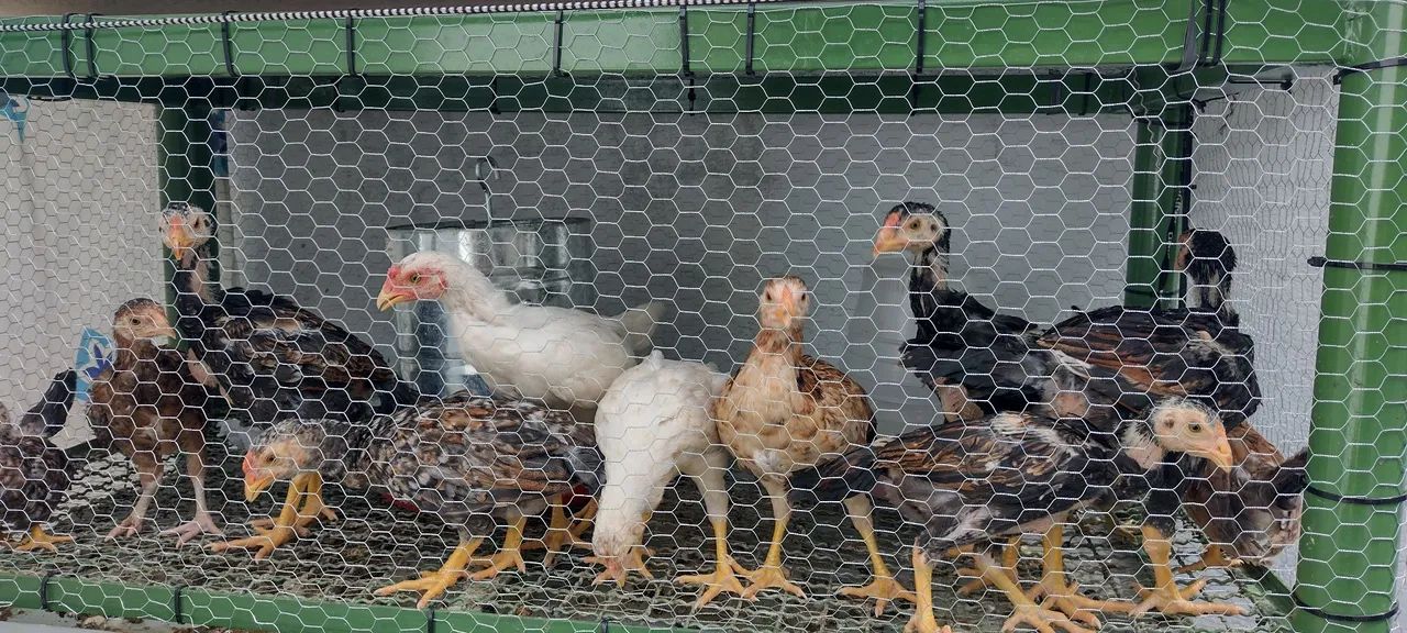 Pintinhos mestiço de índio e Galizé! - Foto 3