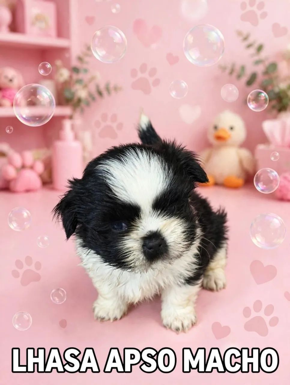 Lhasa apso macho - Foto 4