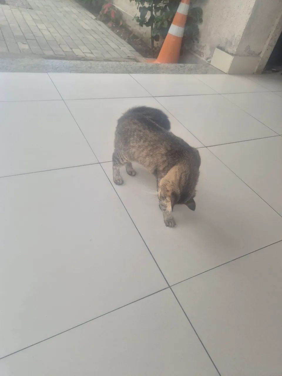 Gata femea - Foto 3