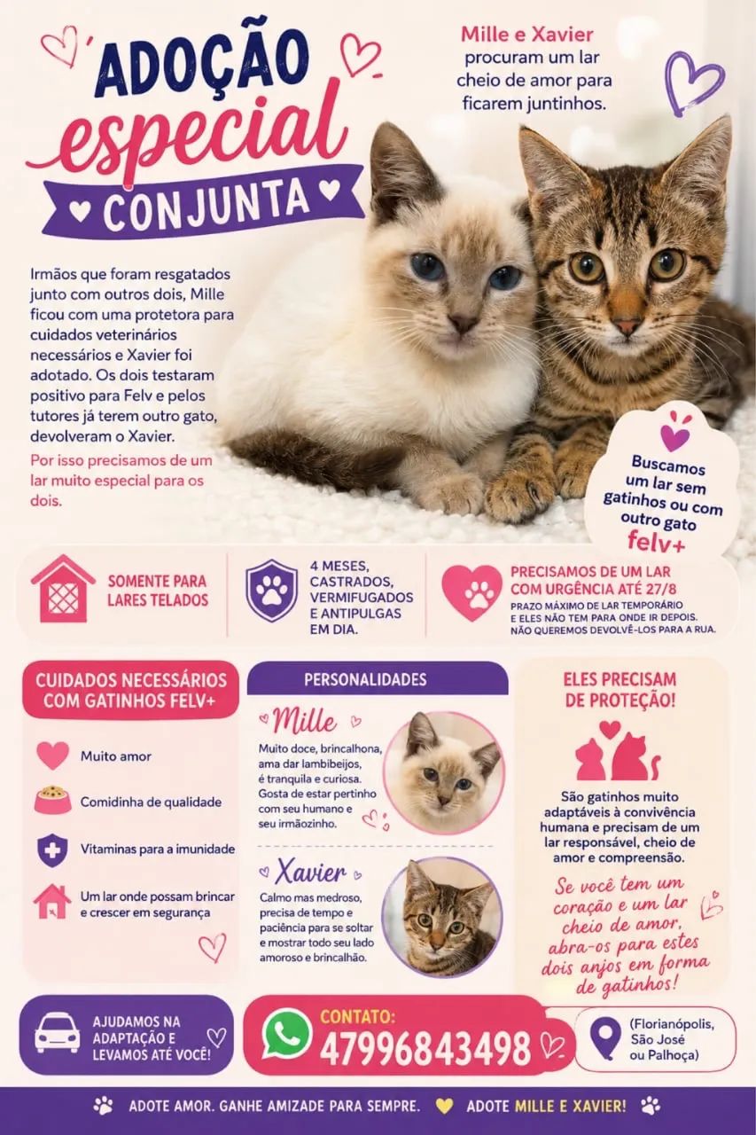 Doação conjunta de gatinhos 