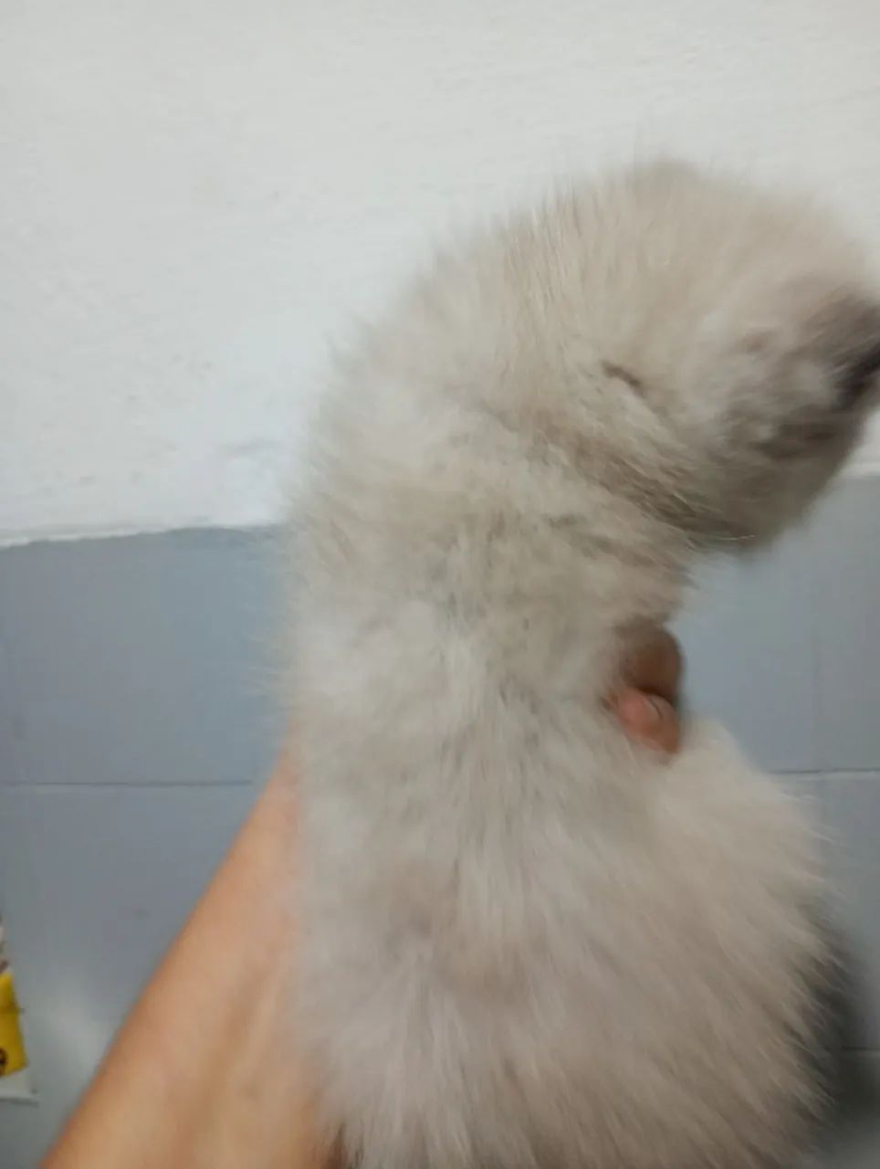 Gato persa macho cinza com creme.  - Foto 3