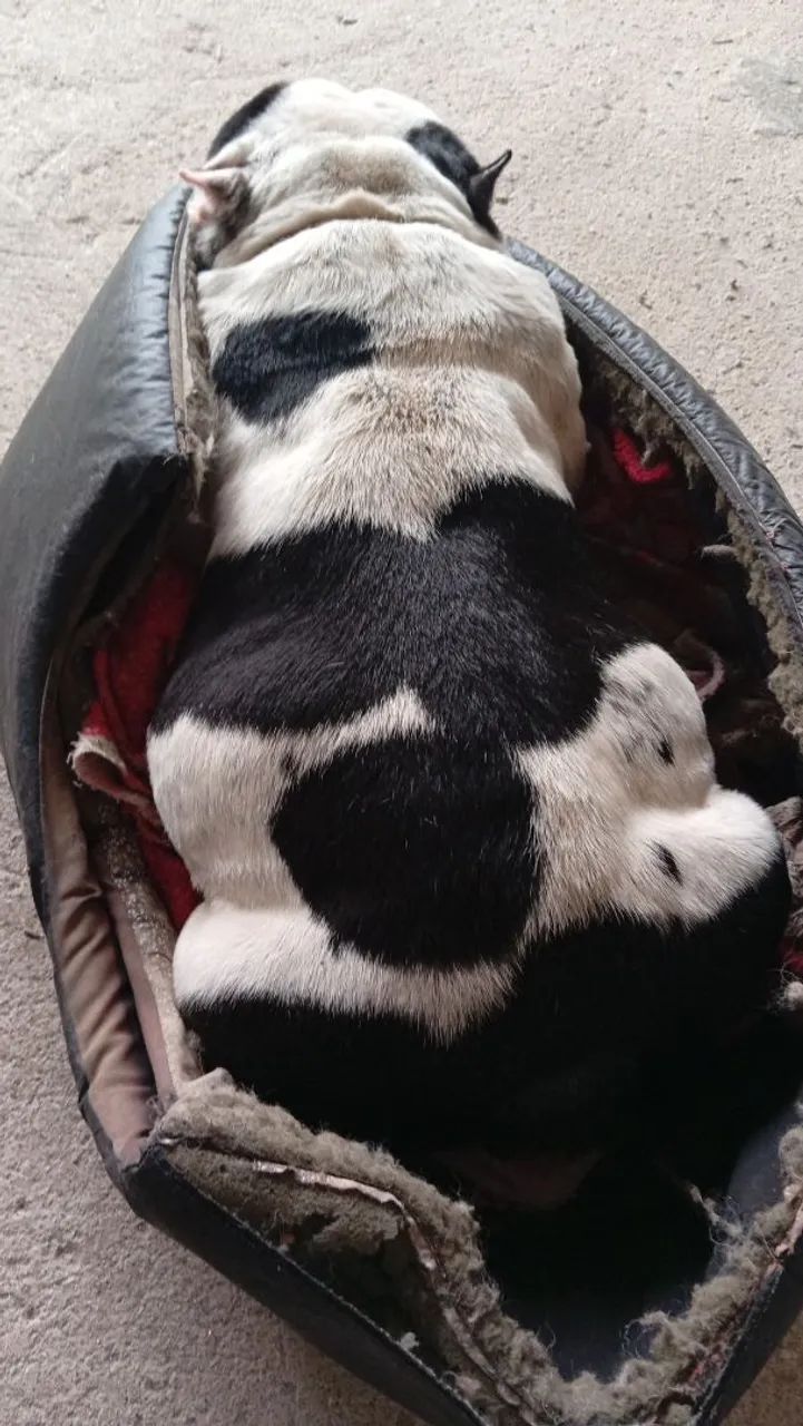 American Bully  - Foto 2