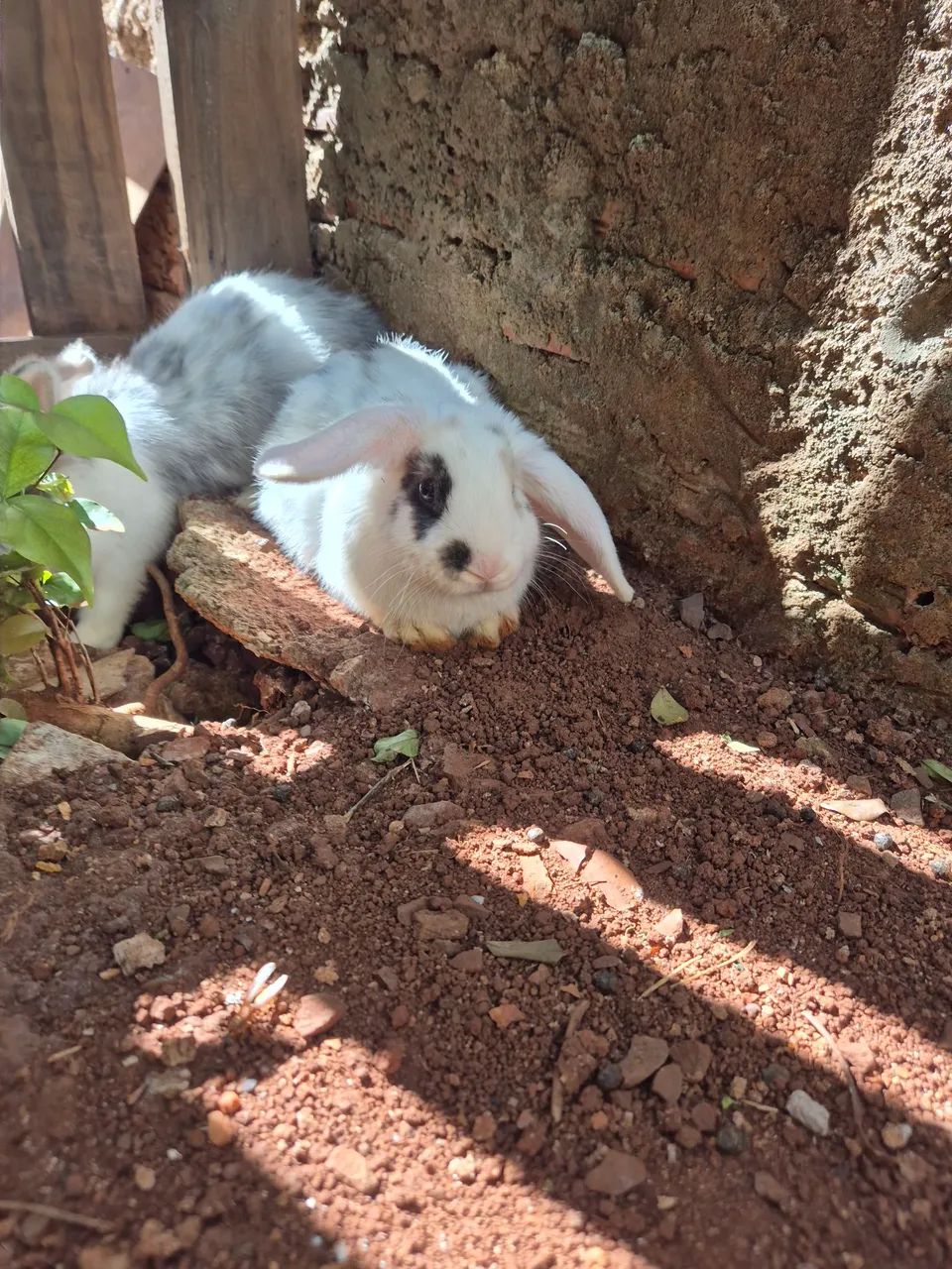 Vende-se coelho mini lop fêmea  - Foto 2