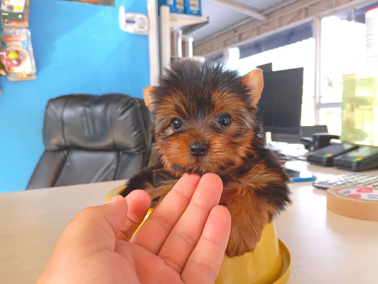Filhote de Yorkterrier mini 