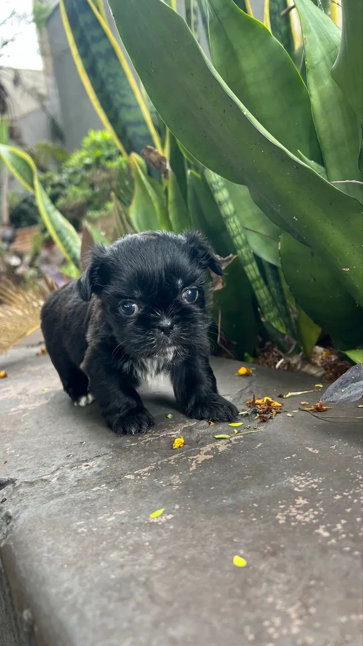 Shihtzu mini  - Foto 4
