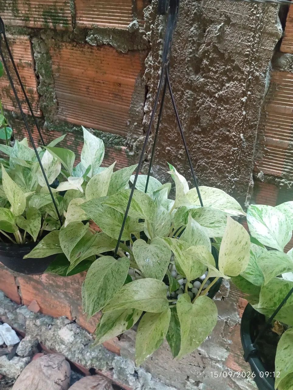 pantas  - Foto 2