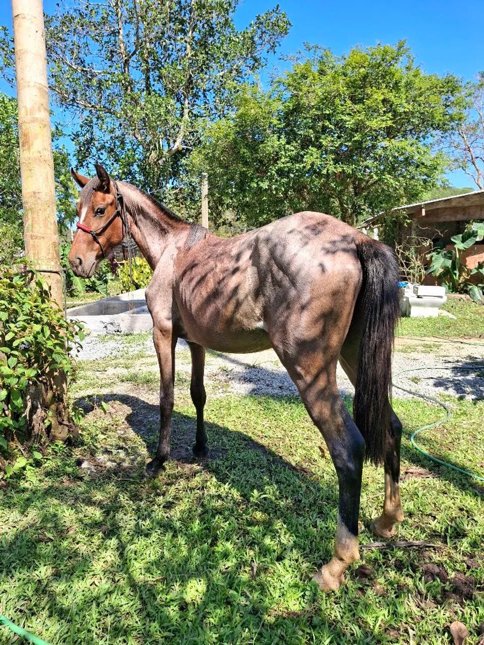 Potra Crioula pura domada 