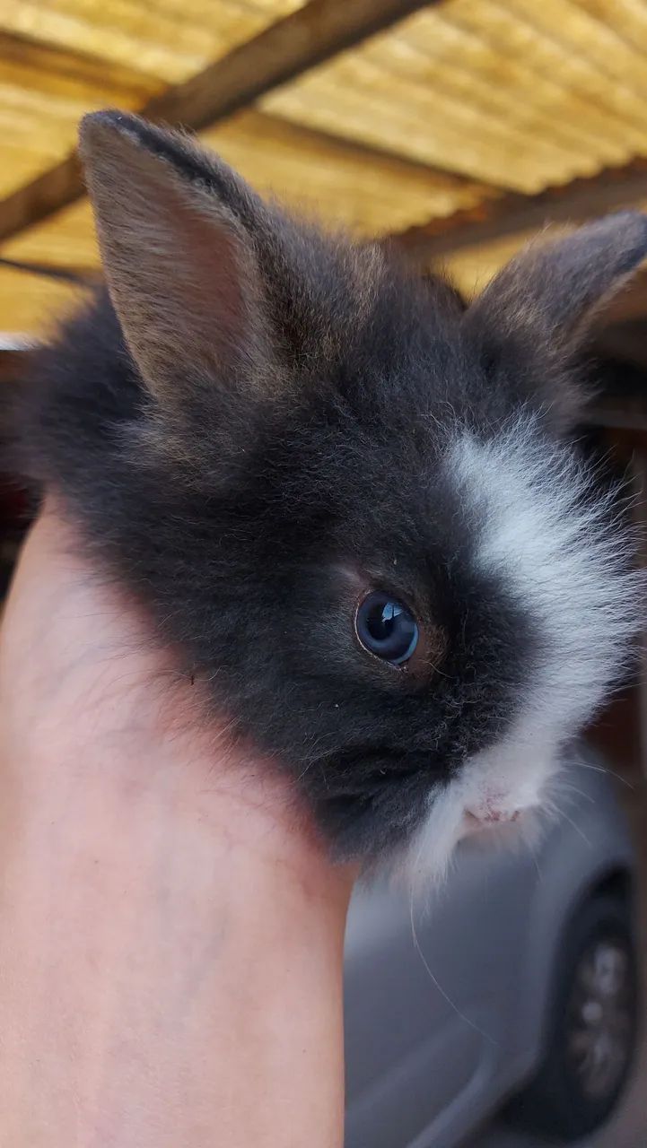 Mini Lionhead prontos para novo lar preço especial - Foto 2