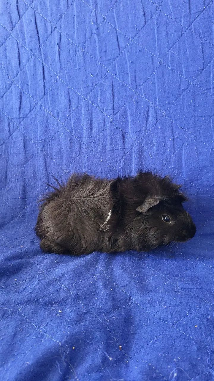 Porco da india  - Foto 2