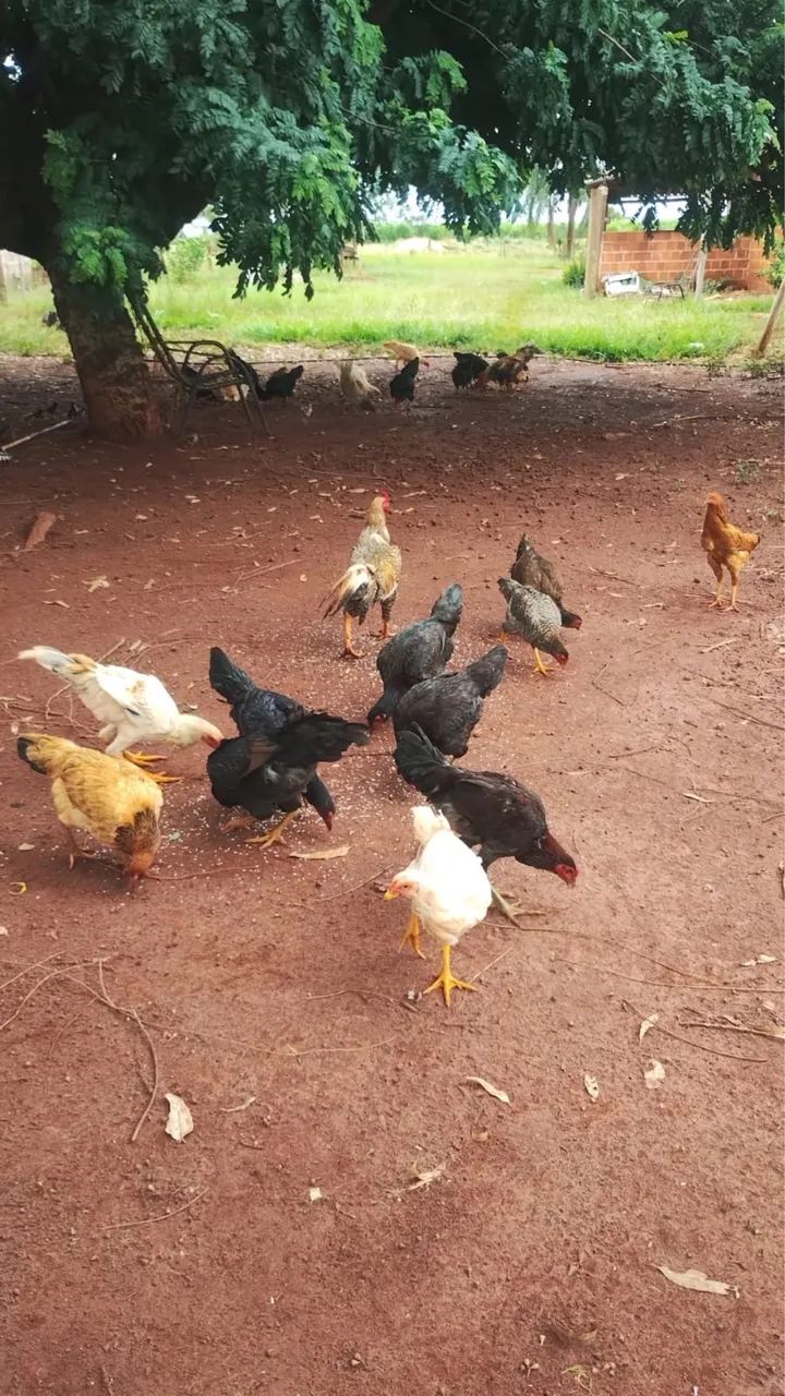 Frango Caipira - Limpo & Congelado  - Foto 3