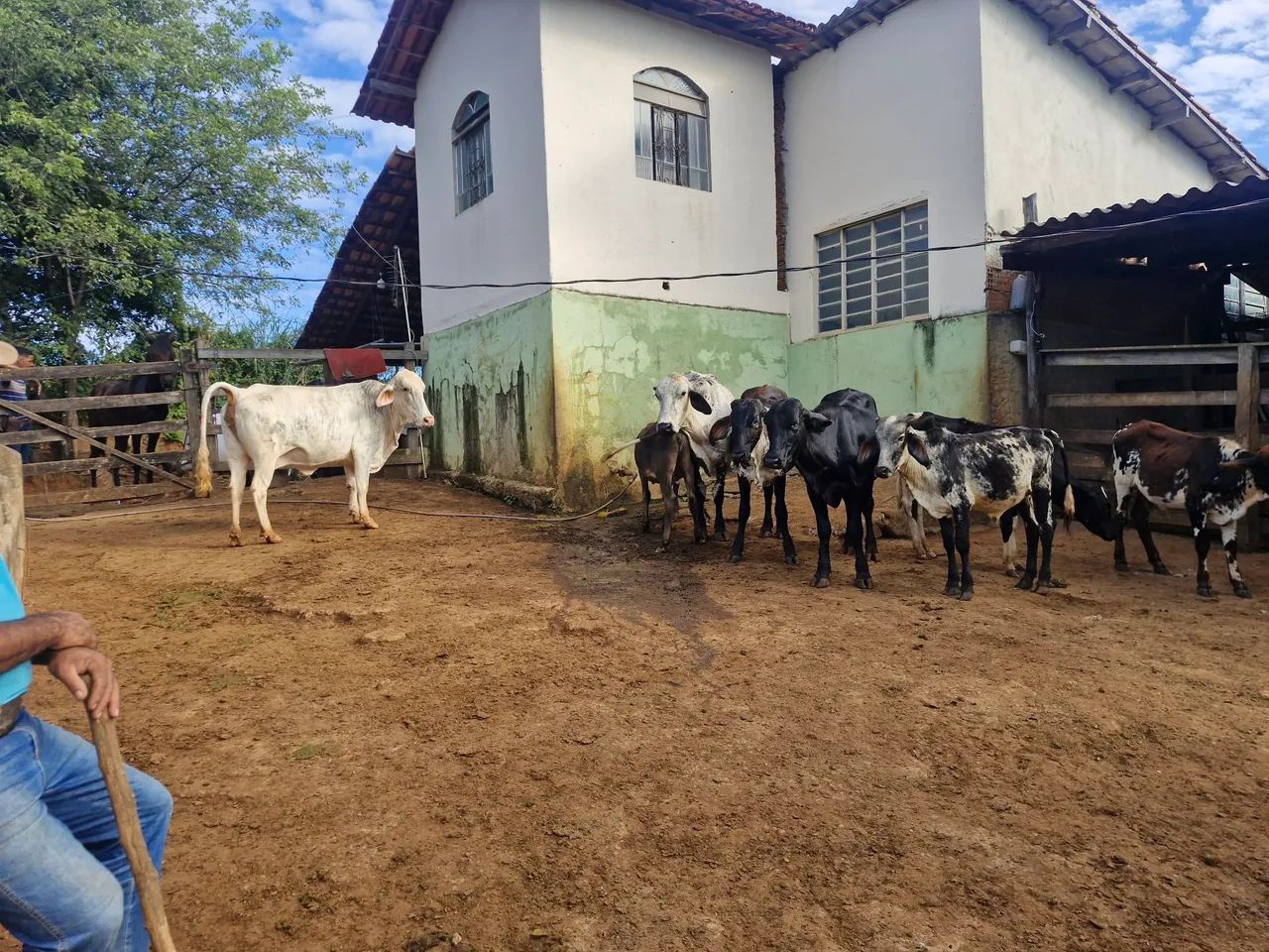 VACAS DE LEITE - Foto 2