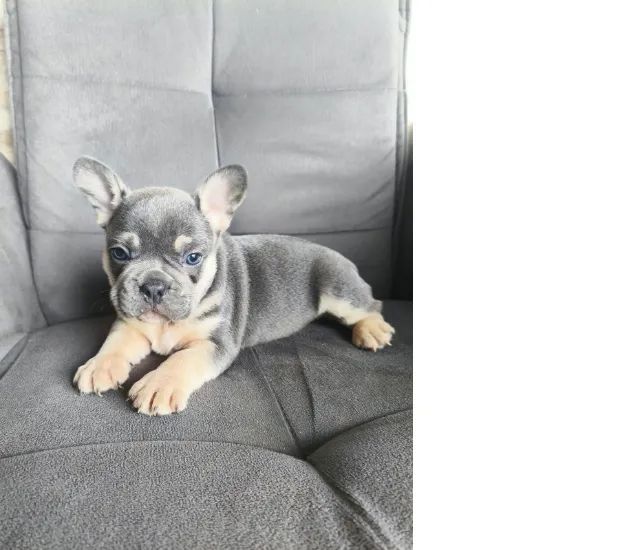 BULLDOG FRANCÊS - Foto 4