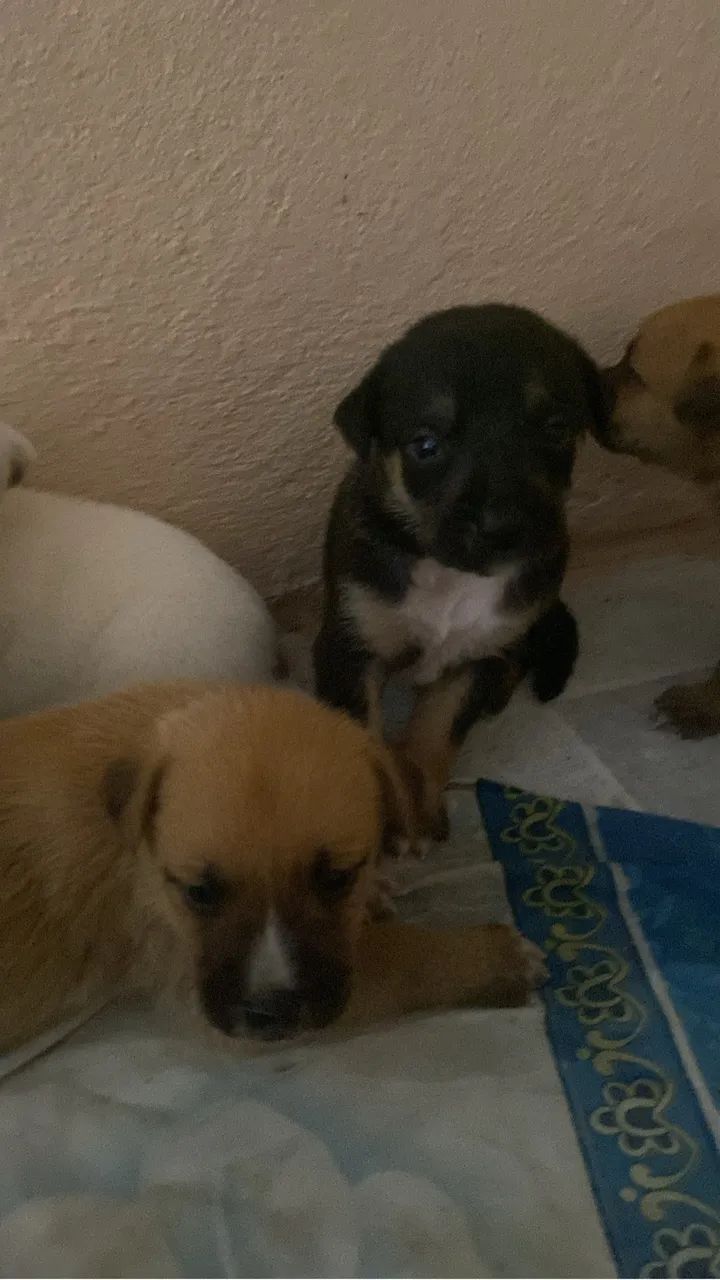 Adoção - Foto 3
