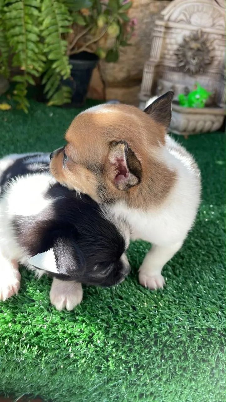 Chihuahua apronta entrega  - Foto 2