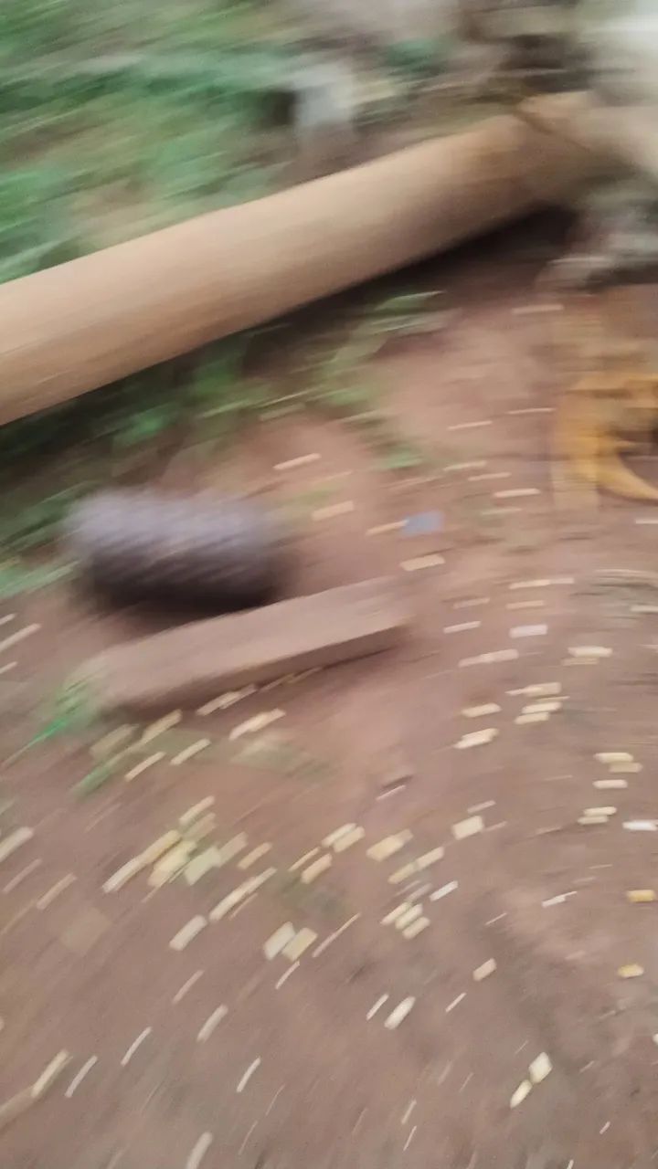 Vendo galo índio gigante mil flor  - Foto 4