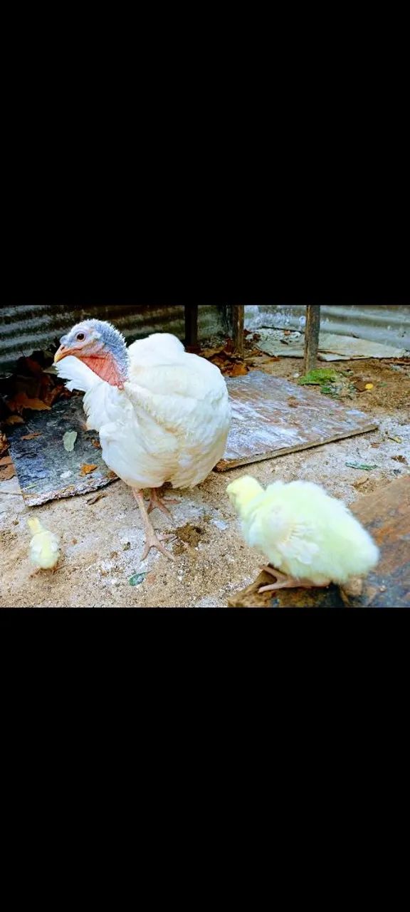 Vendo lindo casal de perus branco  - Foto 4