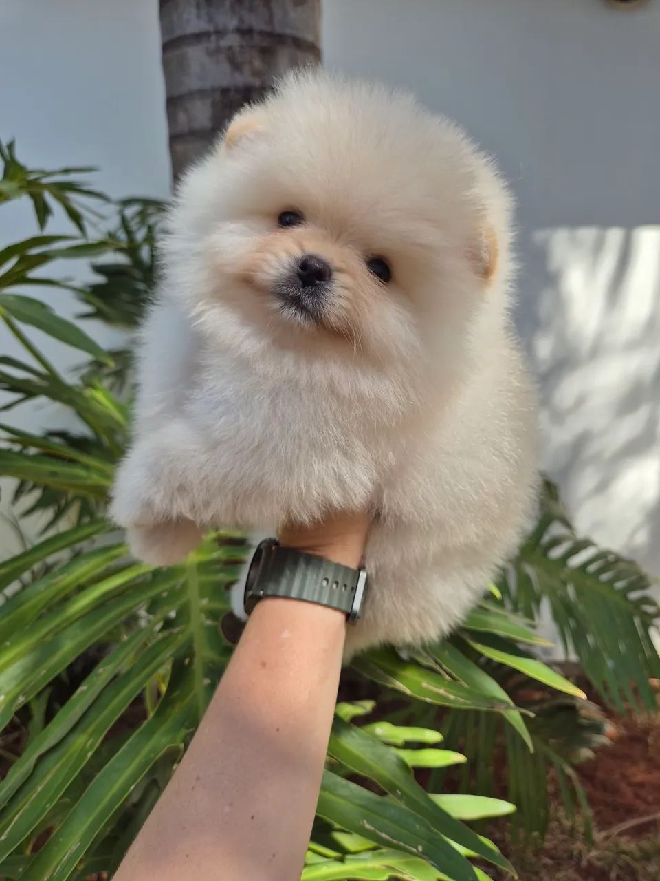 Macho spitz alemão 
