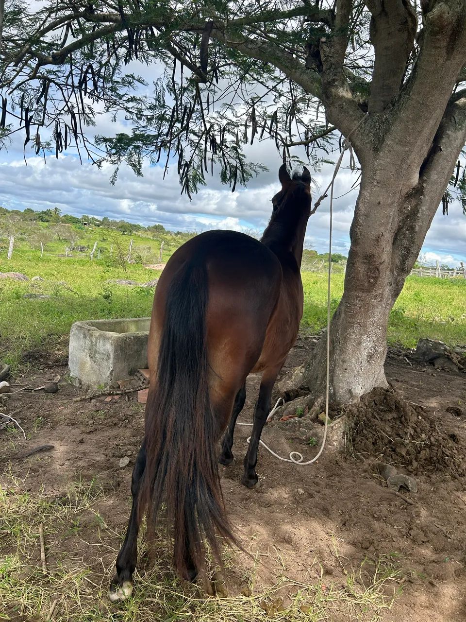 Vendo potro mangalarga marchado registrado marcha picada  - Foto 6