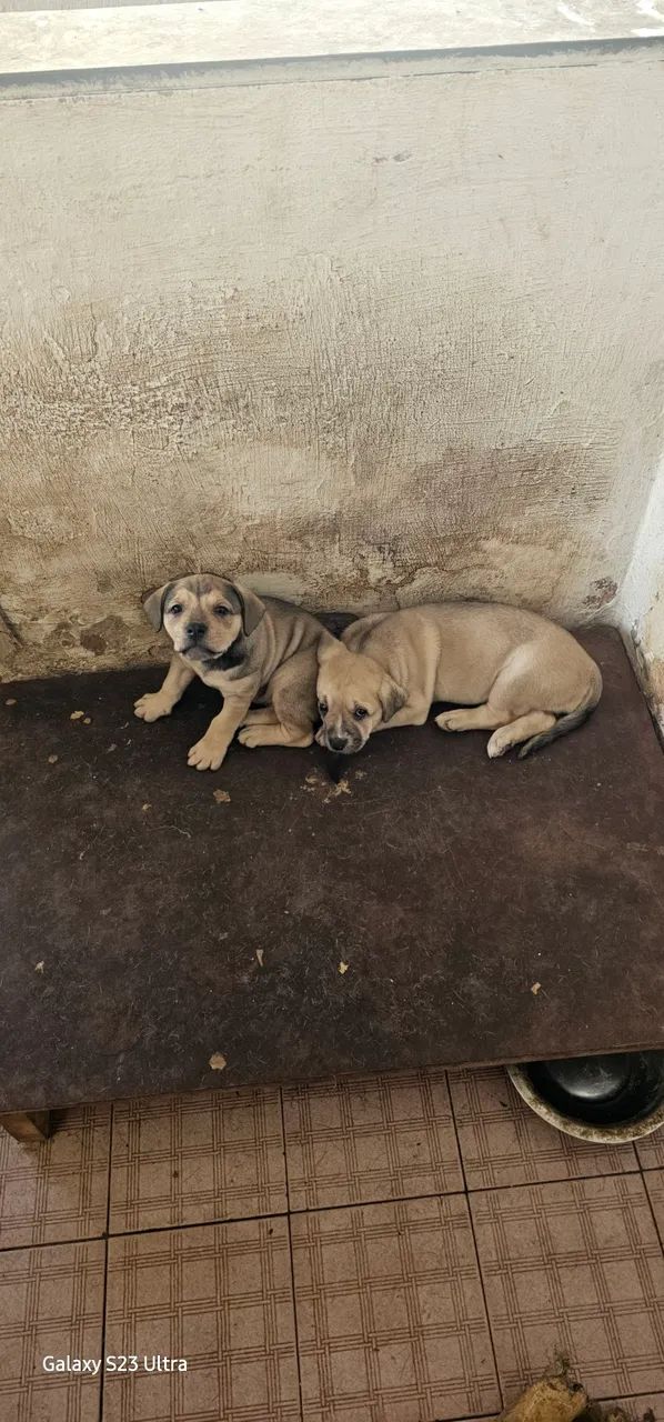 Doação responsável  - Foto 2