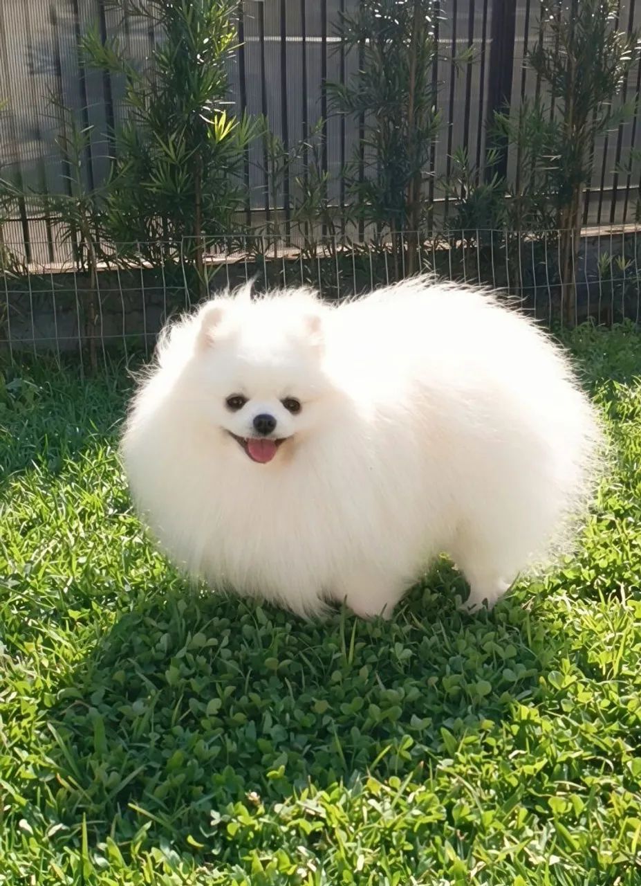 Spitz Alemão 