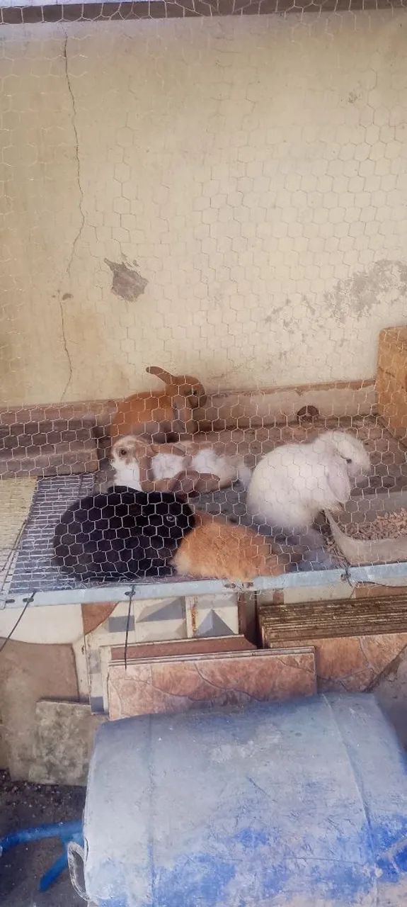 Coelho mini lop - Foto 5