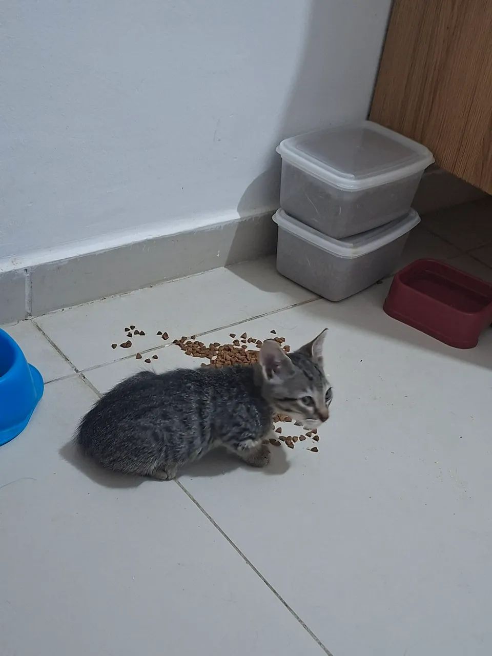 Gato para adoção 