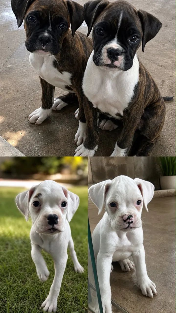 Boxer filhotes 
