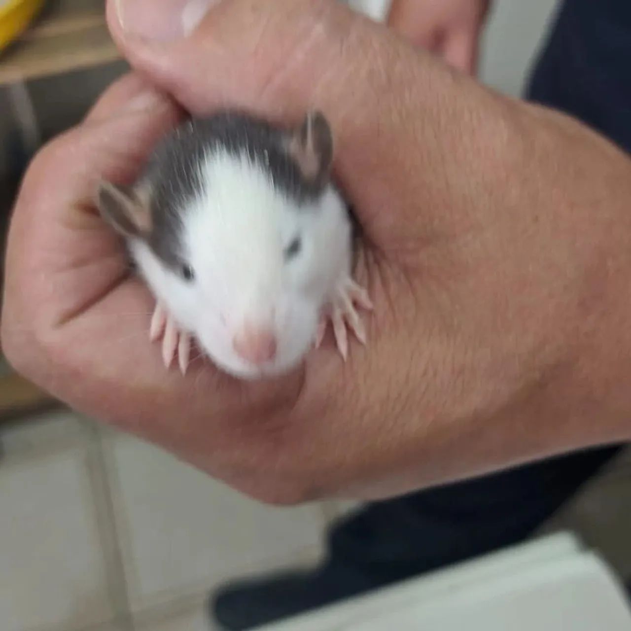 Ratos e Camundongos  - Foto 3