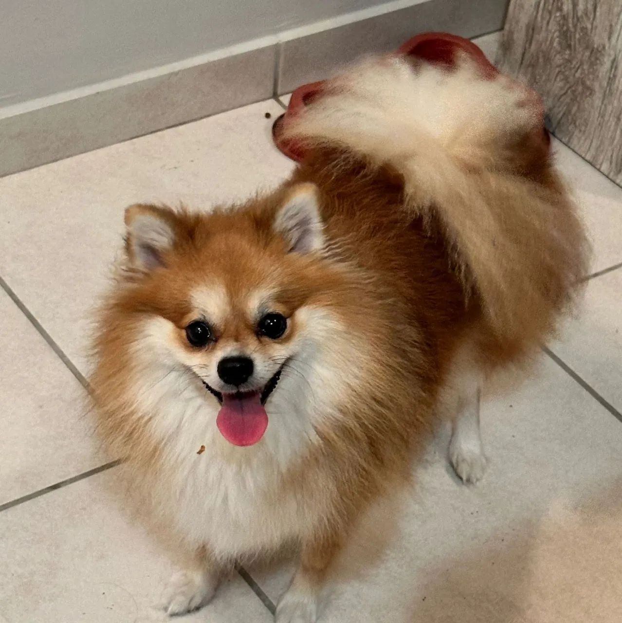 Lulu da Pomerania(spitz alemão )  - Foto 3