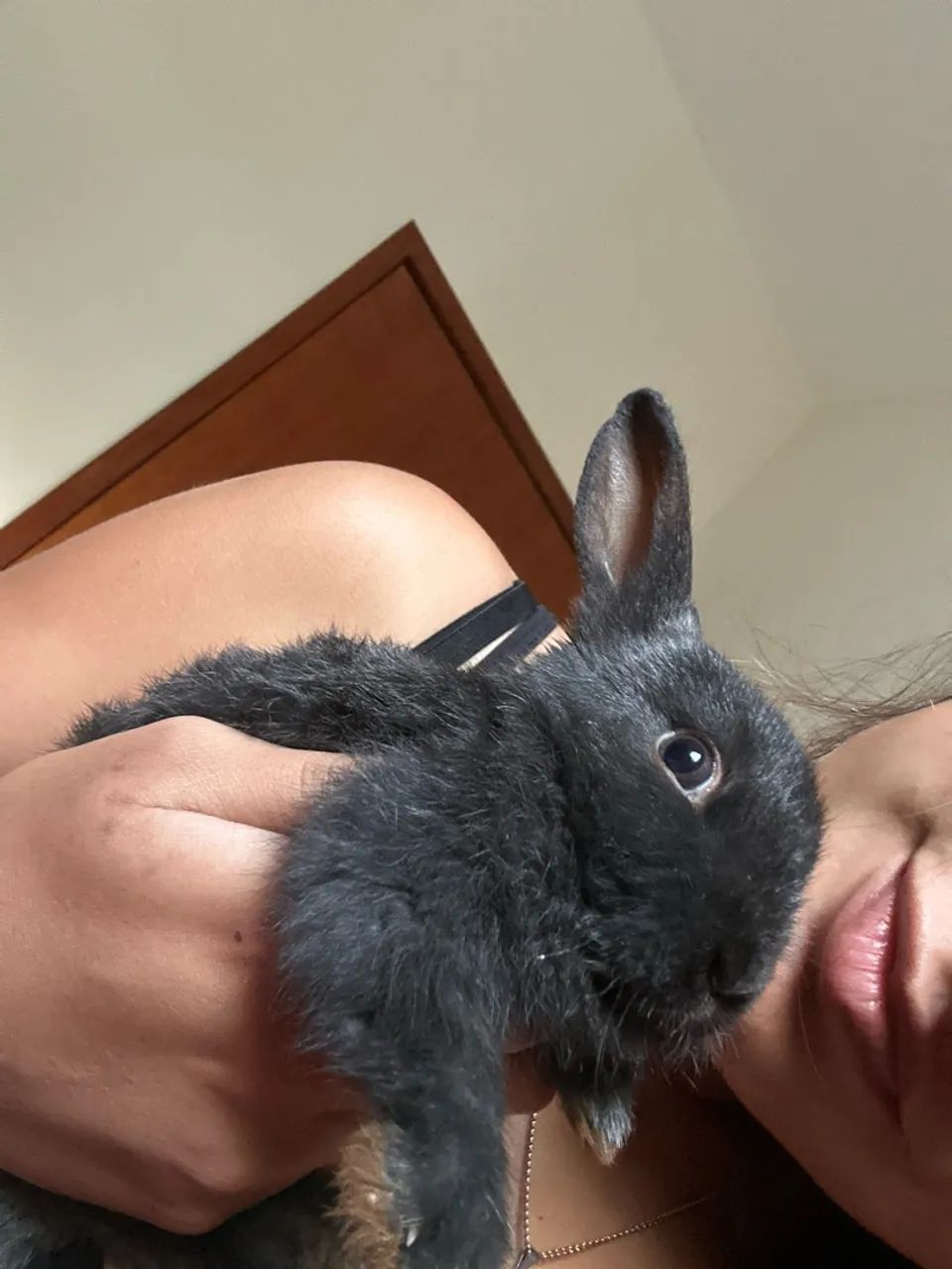 Coelha pra doação  - Foto 2