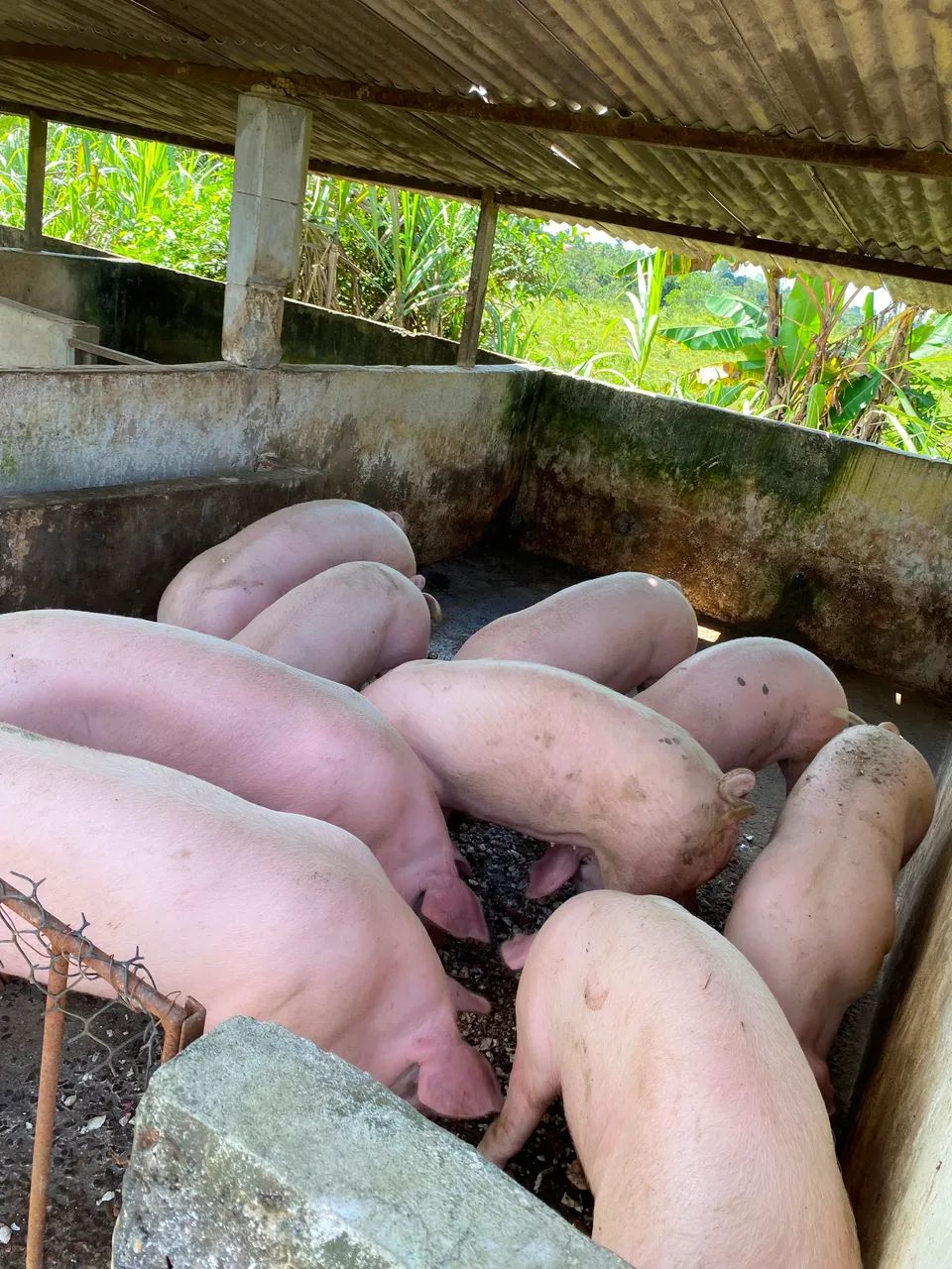 7 Porcos de alta qualidade e preço bom  - Foto 5