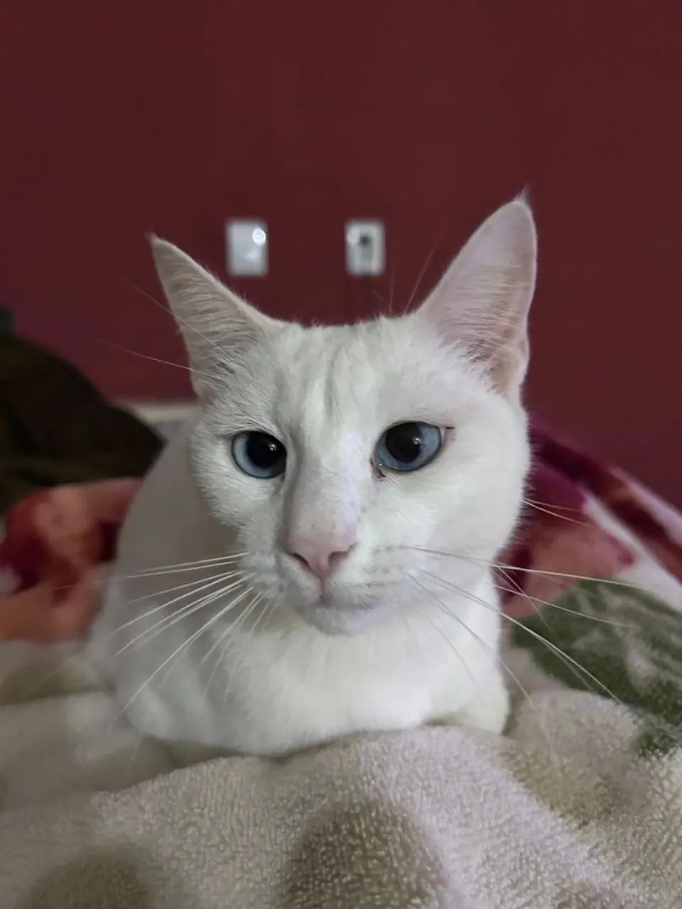 Gato branquinho  - Foto 3