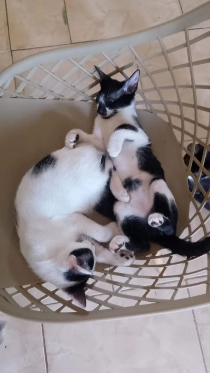 Gatinhos para adoção responsável, doação  - Foto 4