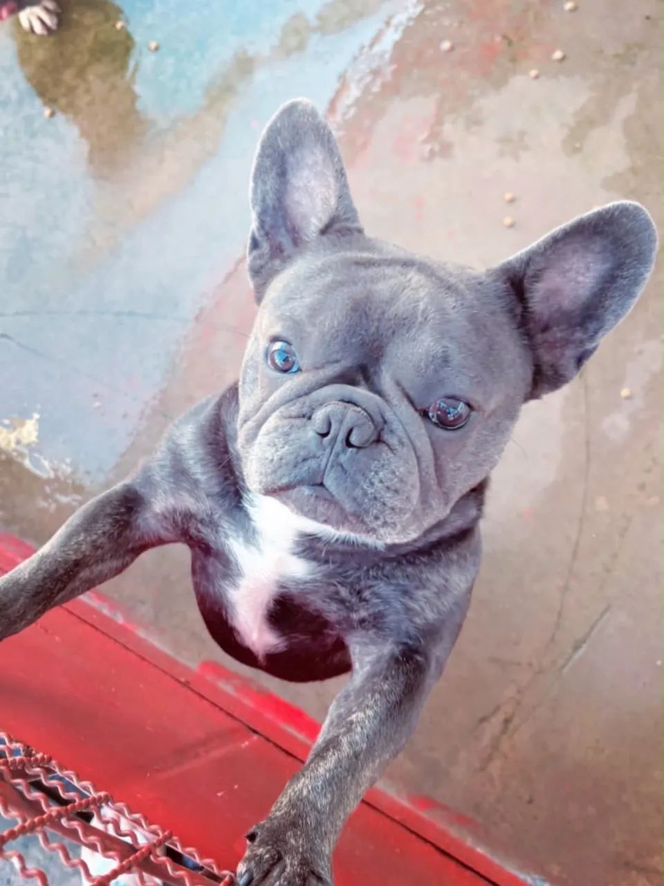 Buldogue francês  - Foto 3