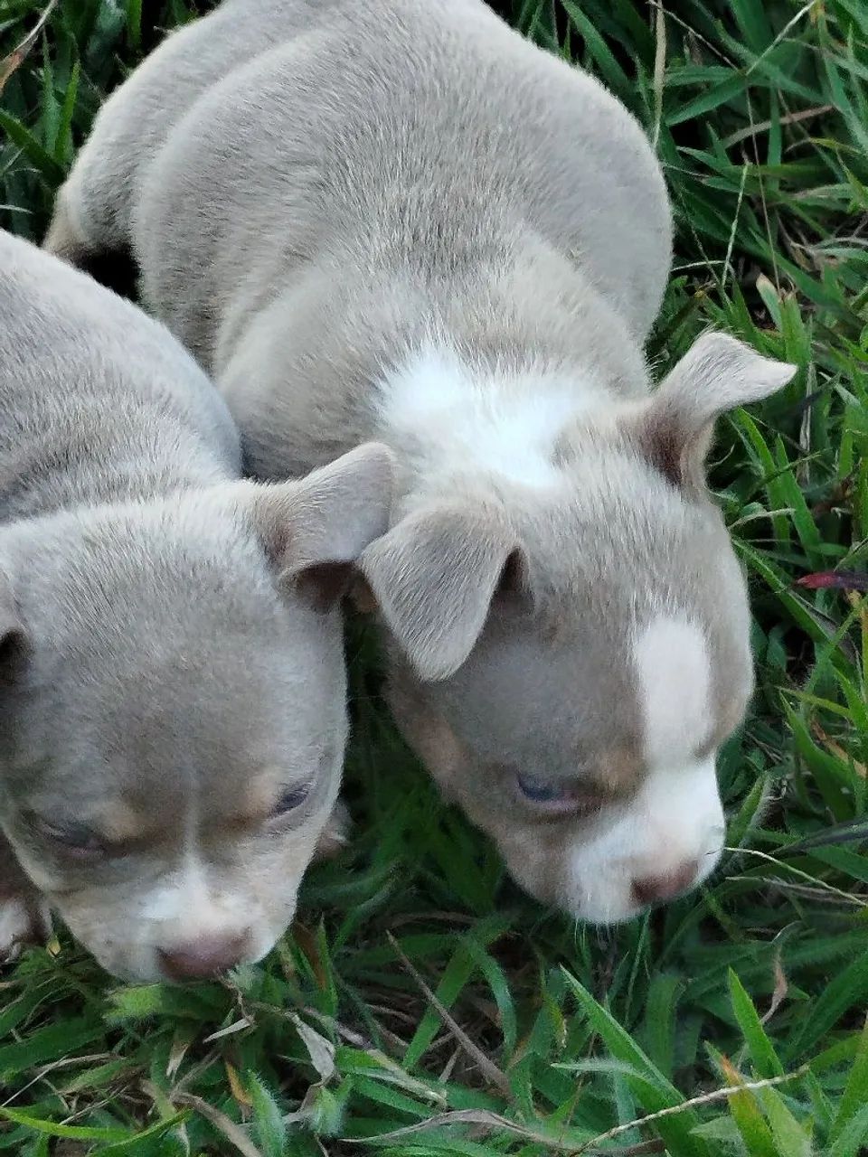 Machinhos de American bull   - Foto 4
