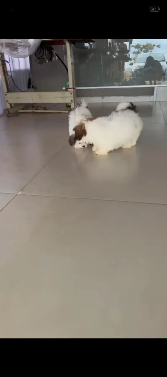 Cachorro 