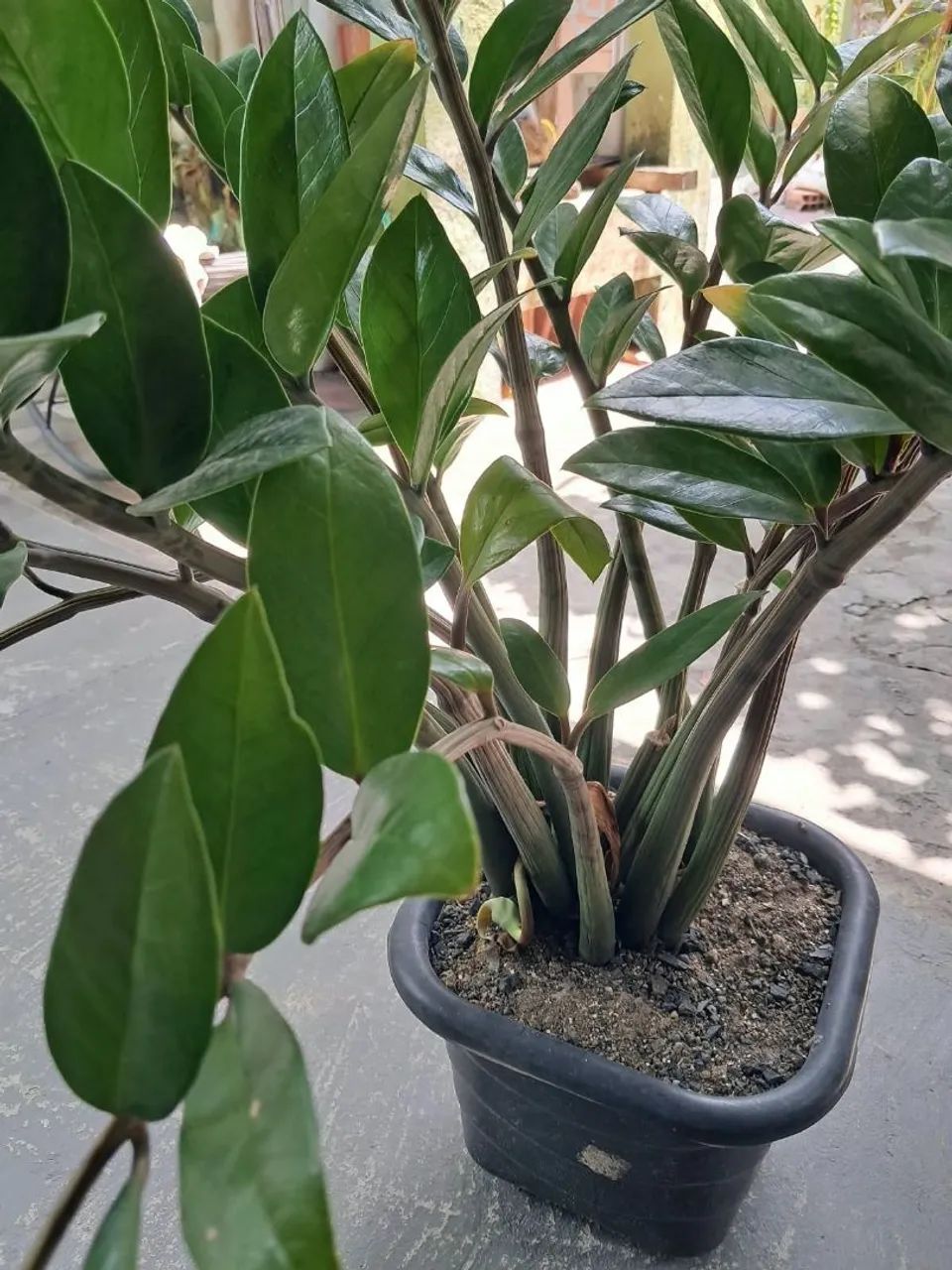 Plantas - Foto 2