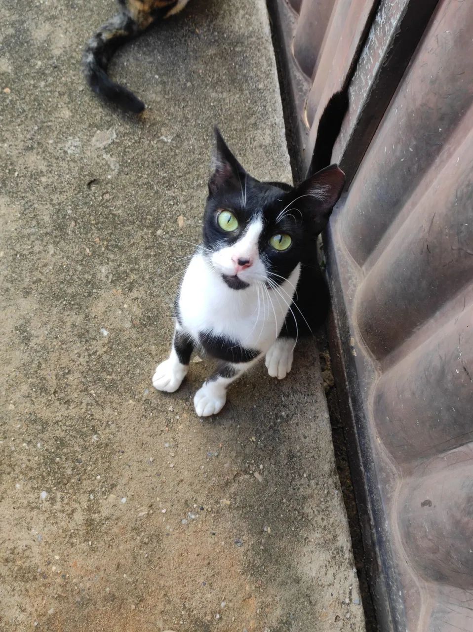 Gatinho macho pra adoção responsável  - Foto 2