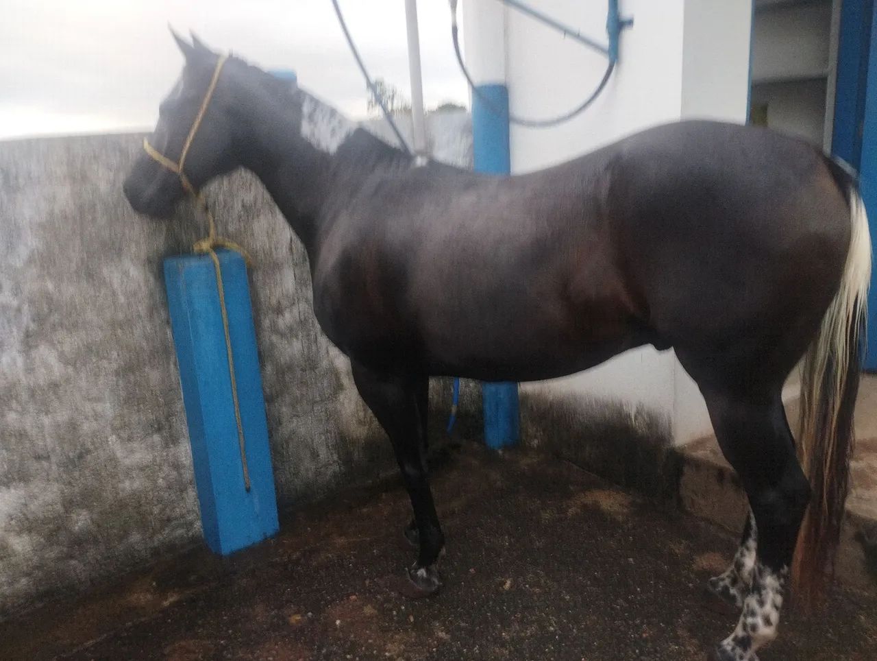 Cavalo Quarto de Milha - Foto 4