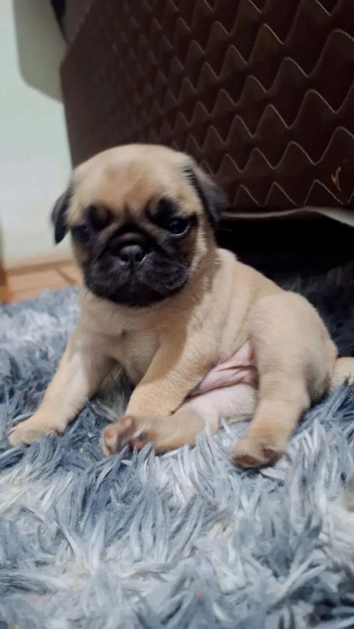 Filhotes de pug