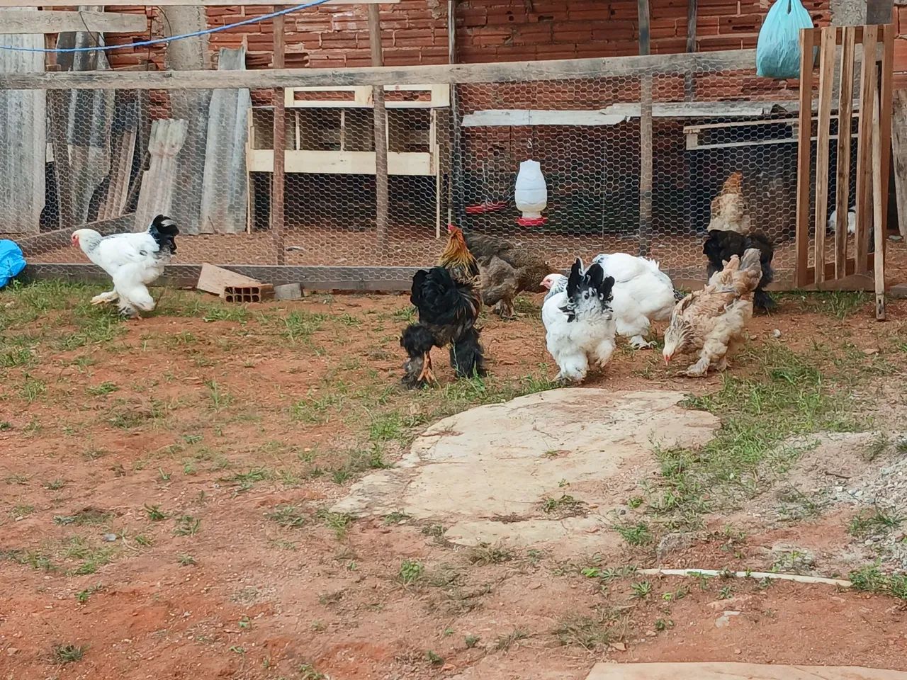 Ovos galados galinha brahma - Foto 3