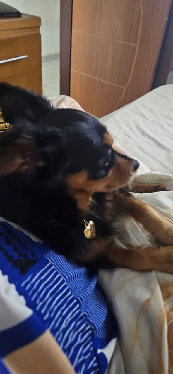 Chihuahua (namorar)