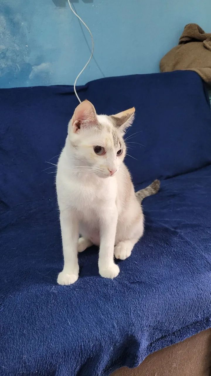 Gata para ADOÇÃO - Castrada  - Foto 2